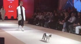 chat défile