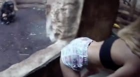 elle twerke devant un chimpanzé