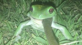 grenouille mange un serpent