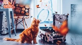 Kristina Makeeva