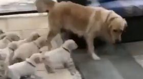 maman labrador