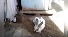 lapin-aide-chat-piege