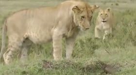Ces lions se font remettre à leur place par un suricate