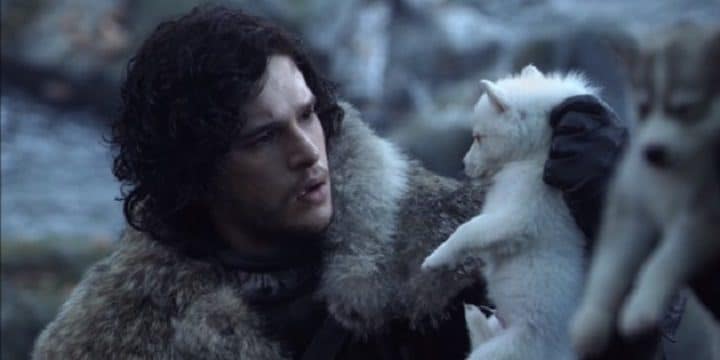 loup-Jon-Snow-Game-Of-thrones-Ghost-retour