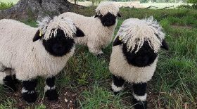 nez noir du Valais mouton mignon