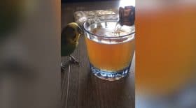 perruche alcool plongeon
