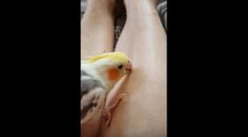perruche-esthéticienne-jambes-épilation