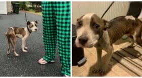 petite-chienne-pibull-choc-de-sa-vie (2)