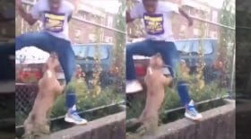 La vidéo d'un pitbull, visiblement bien décidé à mordre les bijoux de famille d'un jeune homme, et qui le poursuit sans relâche. Le jeune homme panique