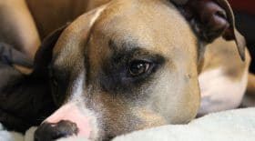 pitbull-chien-attaque-chien-couple-manny-ina