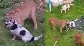 puma attaque un chien