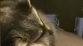 ce raton laveur fait la sieste n'importe où