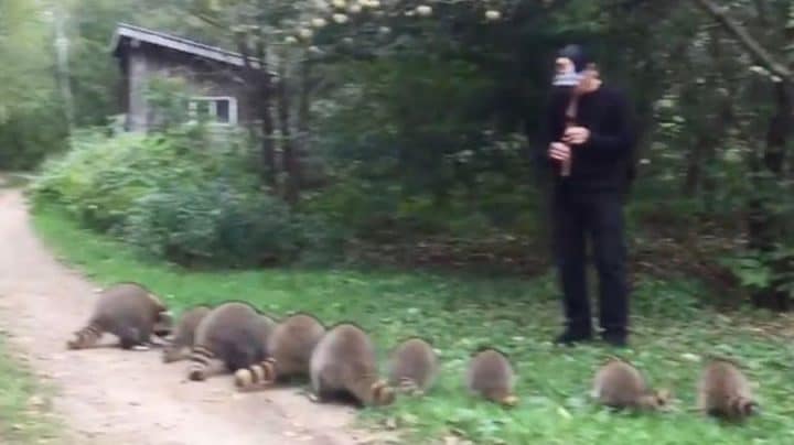 joueur de flûte charmeur ratons laveurs