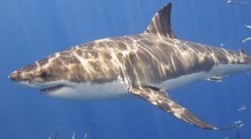 Un réalisateur attaqué par un requin