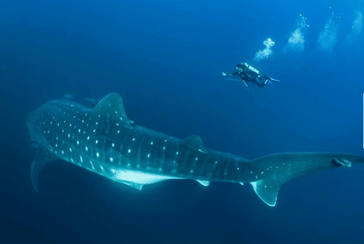 requin-baleine-échographie-chercheurs-médecine-plongeur