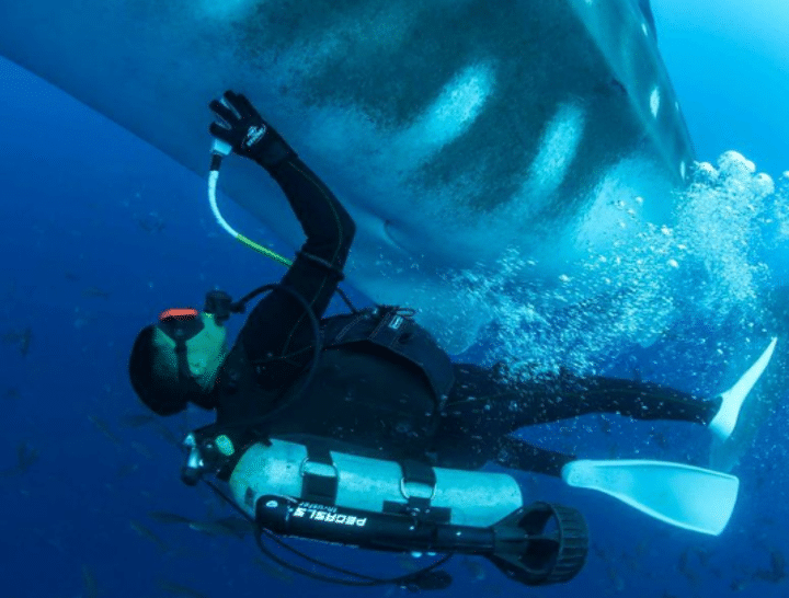 requin-baleine-échographie-chercheurs-médecine-plongeur