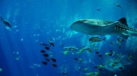 requin-baleine-échographie-chercheurs-médecine-plongeur