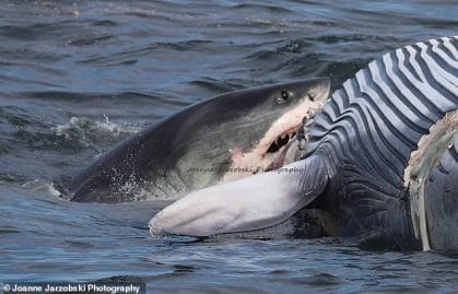 Requin blanc se nourrissant sur les côtes du Massachusetts