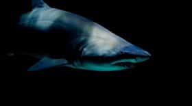 requin-attaque-australie