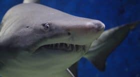 attaque-requin-jambe-planche
