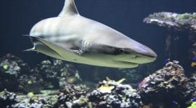 requin-saute-bateau-père-3-enfant-crocodile