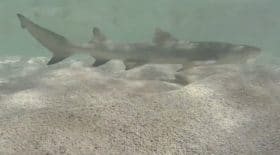une femme tombe dans un bassin à requins