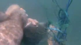 présentateur tv attaque de requin