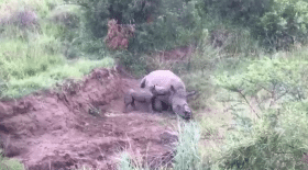 bébé rhinocéros tente de réveiller sa mère morte