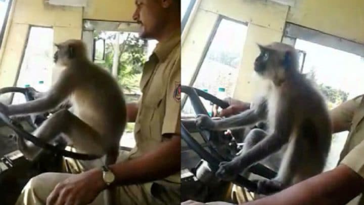 singe sur le volant conduit le bus