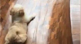 ce chien joue au toboggan