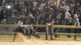 taureau-arènes-spectatrice-décède-Gard