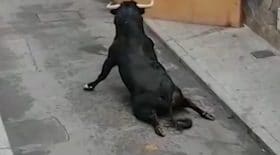 taureau blessé