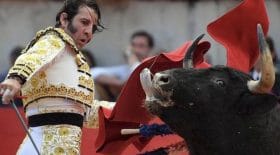 un torero arrache les cornes d'un taureau