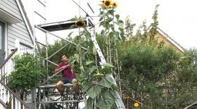 tournesols secret engrais record hauteur