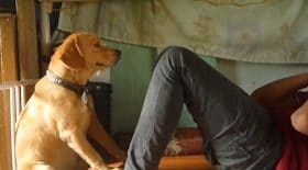 son chien l'aide pour ses entrainements