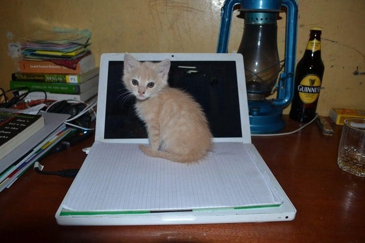 un-chaton-errant-Americain-ordinateur