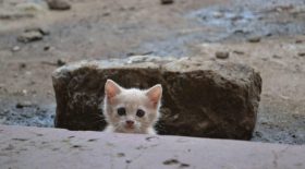 un-chaton-errant-Americain-rencontre-histoire-4-ans