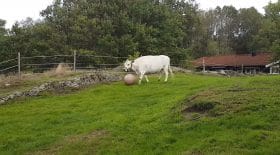 vache joue au football