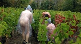 vendange-nu-Crest-naturiste-à-poil