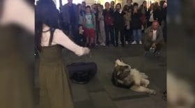 husky chante avec une violoniste