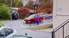voiture écrase famille de canards