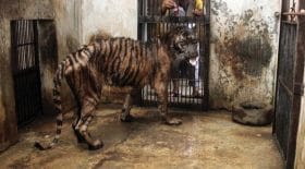 le zoo de l'enfer ferme ses portes