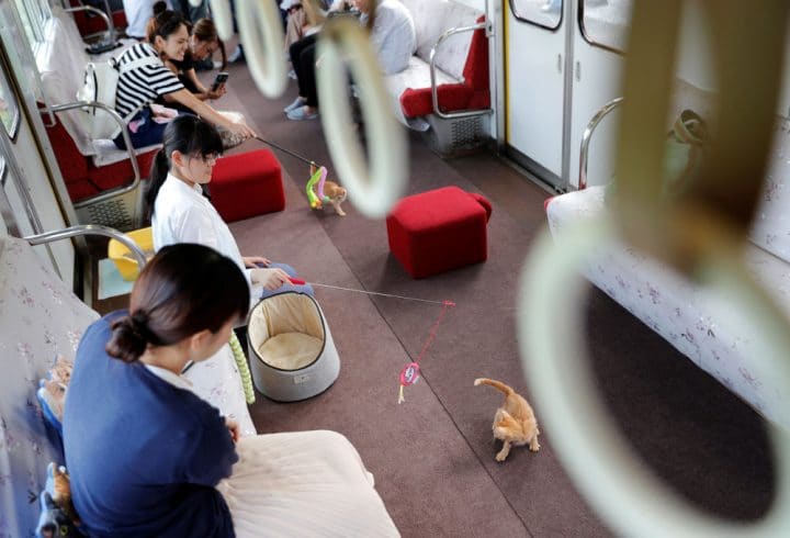 voyageurs jouent avec chats