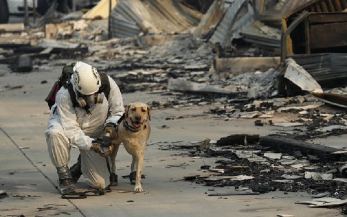 13-chiens-sauvés-incendies-californie-video-touchant