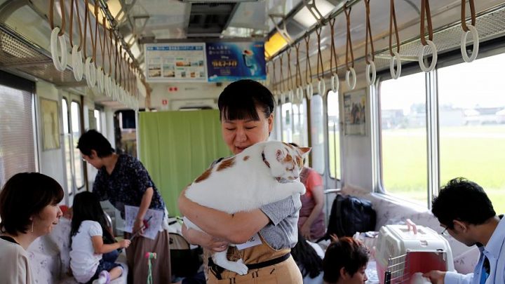voyageur avec chat