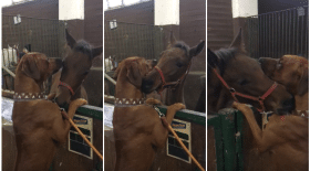 amitié chien cheval