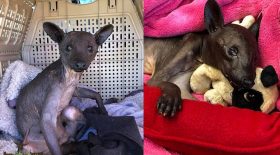 animal bizarre qu'est ce que c'est raton laveur sans poils
