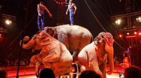 animaux sauvages cirques