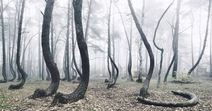 arbres troncs tordus