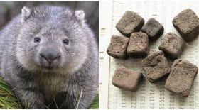 caca-carre-wombat-science